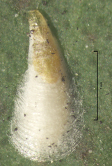Anzaspis angusta