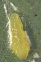 Anzaspis angusta
