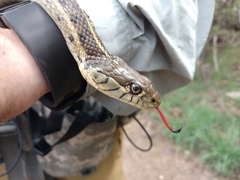 Thamnophis eques megalops