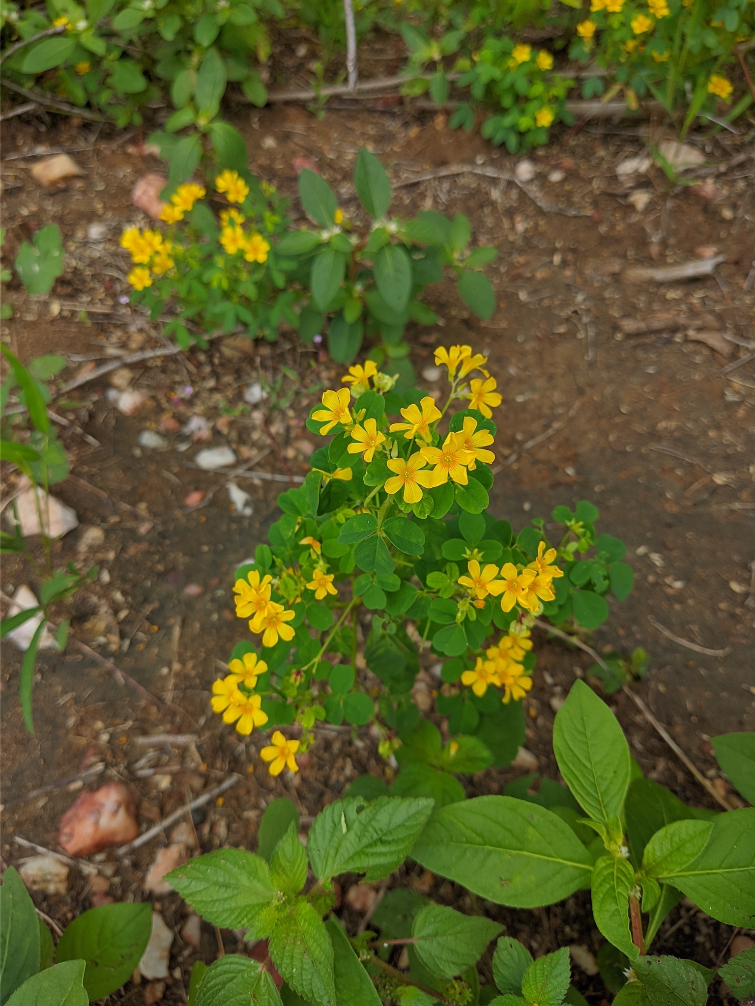 Oxalis divaricata