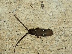 Eburia
