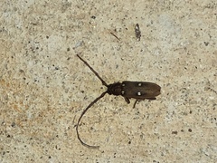 Eburia