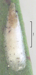 Anzaspis angusta