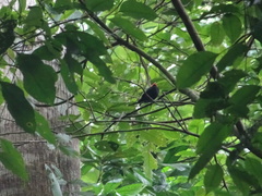 Ceratopipra mentalis