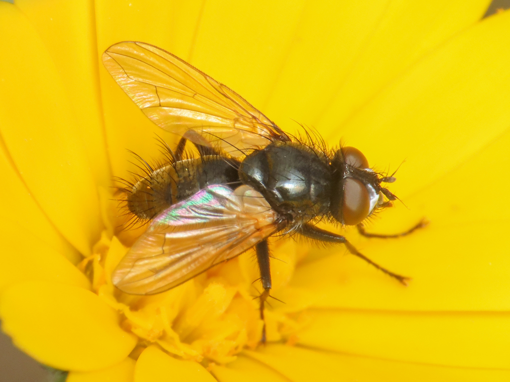 Phania speculifrons