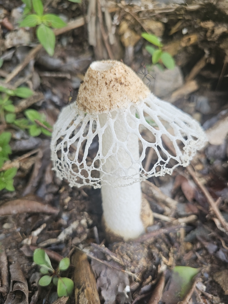 Phallus merulinus · April 2025 · photo: © soetjipto (iNaturalist, cc0)