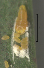 Anzaspis angusta