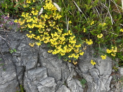 Hippocrepis