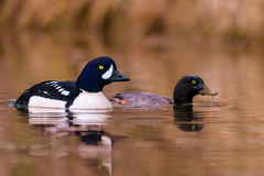 Barrow's Goldeneye photo 3