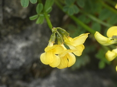 Hippocrepis