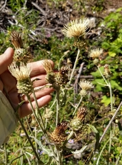 Cirsium remotifolium
