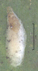 Anzaspis angusta