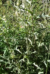Cirsium remotifolium
