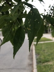 Fraxinus pennsylvanica