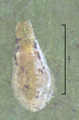 Anzaspis angusta
