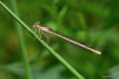 Platycnemis acutipennis