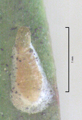 Anzaspis angusta