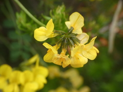 Hippocrepis