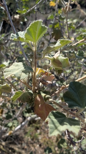 Malva subovata
