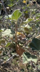 Malva subovata
