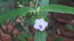 Ruellia repens