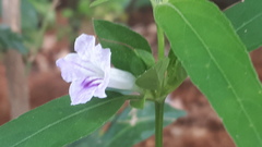 Ruellia repens