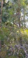 Hakea sericea
