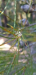 Hakea sericea