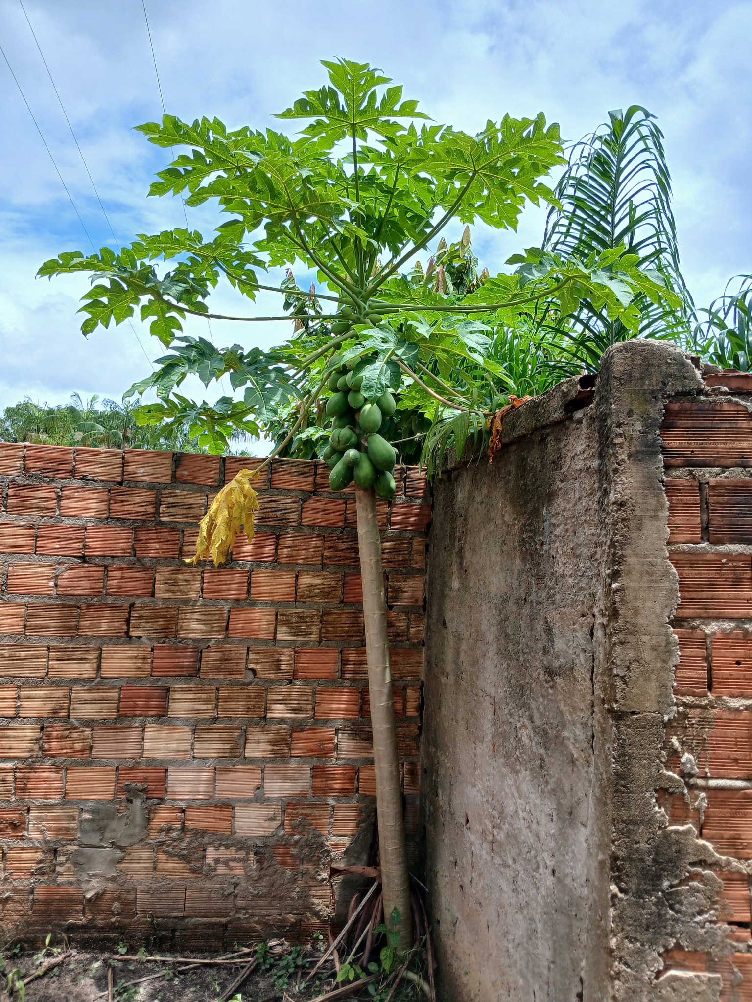 Carica papaya