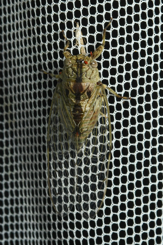 Variable Lichen Cicada