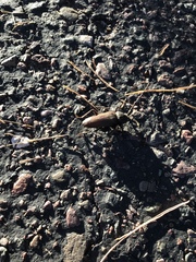 Enaphalodes hispicornis