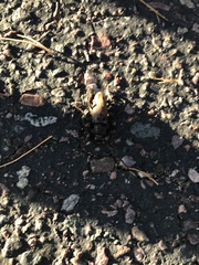 Enaphalodes hispicornis