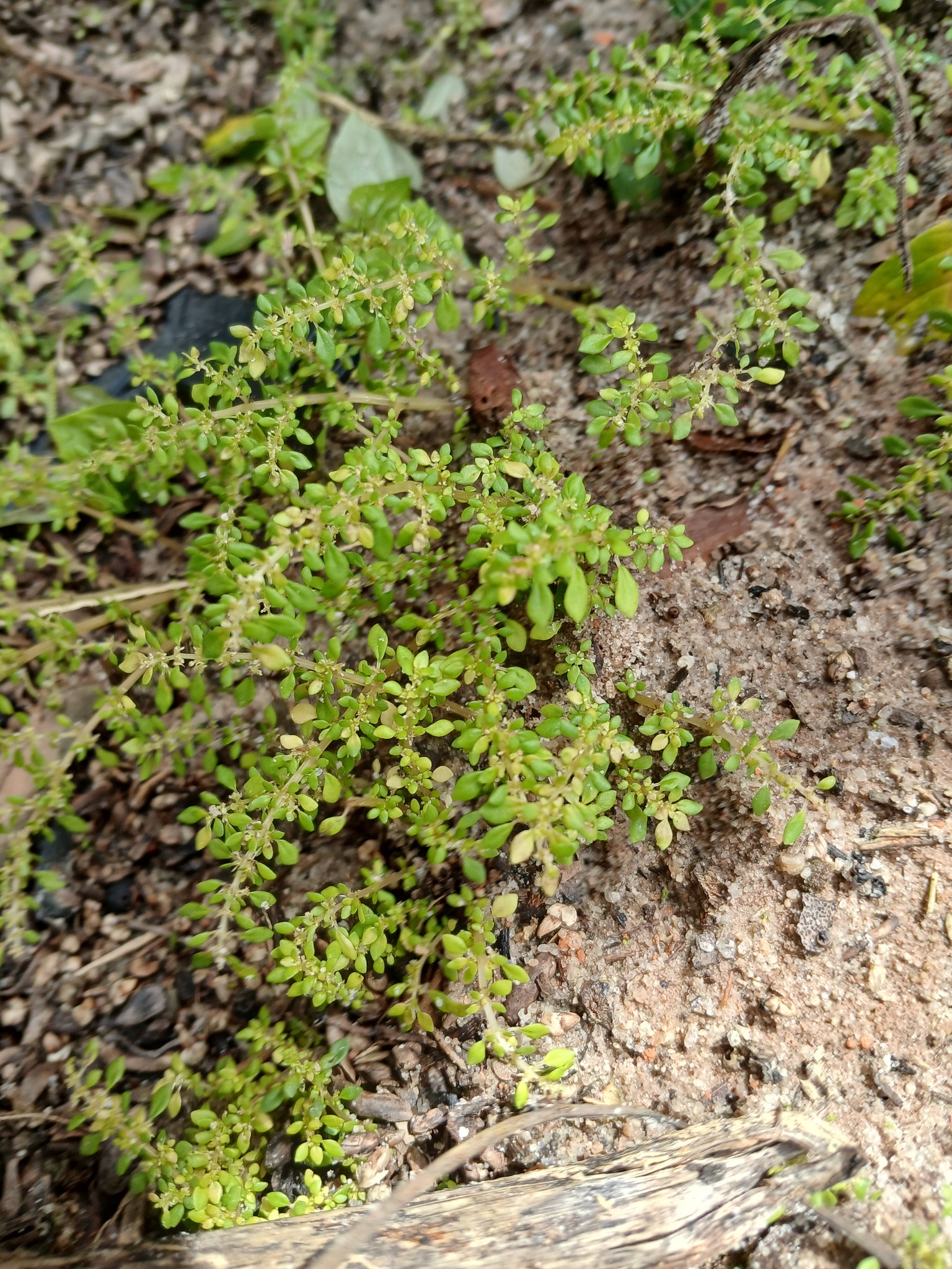 Pilea microphylla