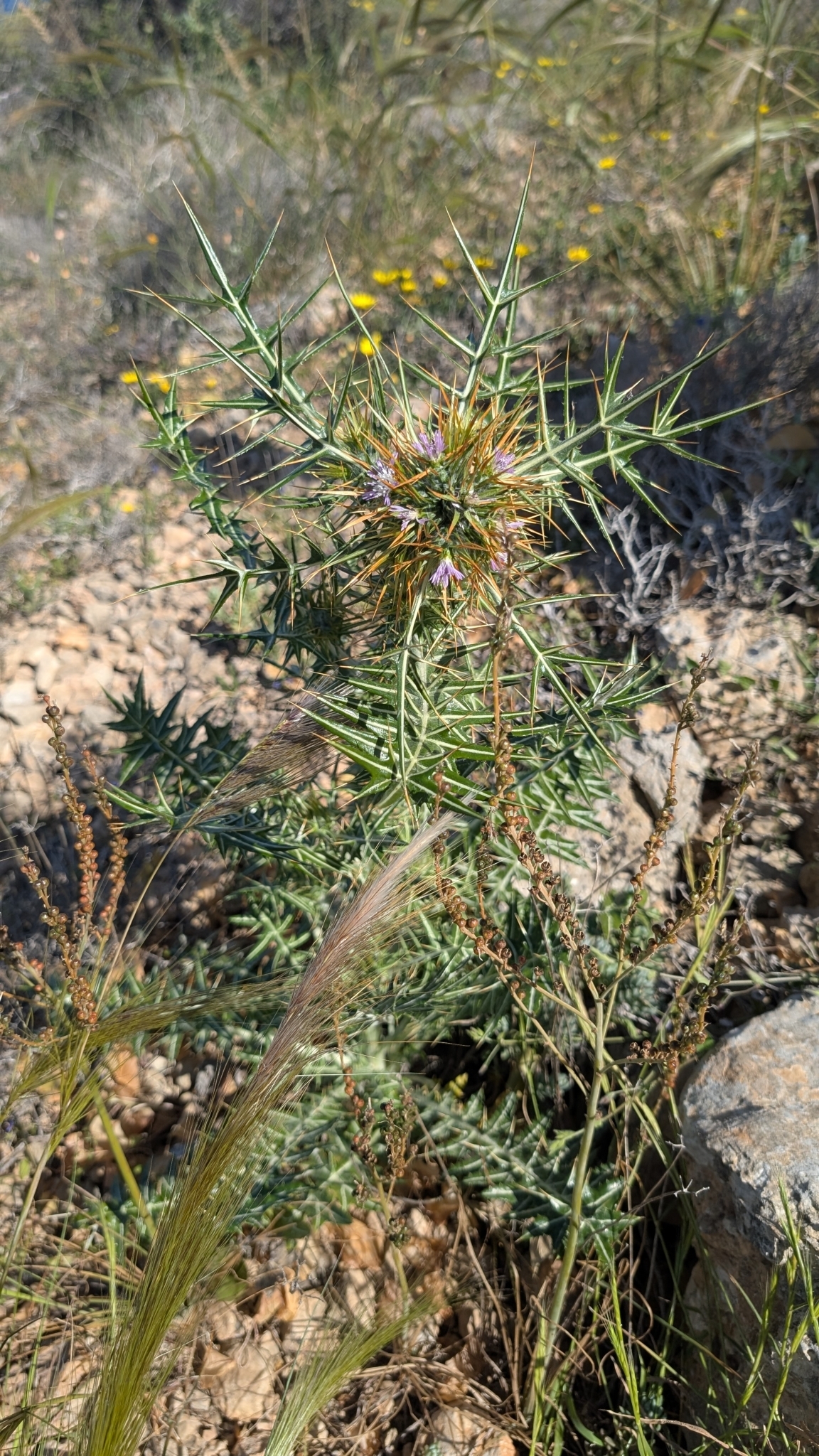 Galactites duriaei