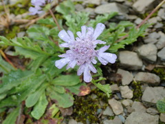 Scabiosa lacerifolia