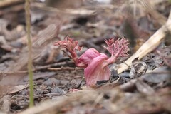 Arznei-Engelwurz (Angelica archangelica): Herkunft und Verwendung — Foto 2