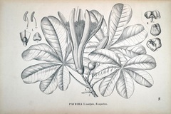 Pachira aquatica