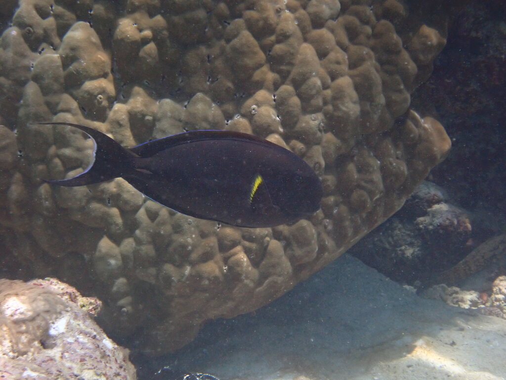 Epaulette surgeonfish