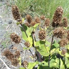 Lepechinia caulescens