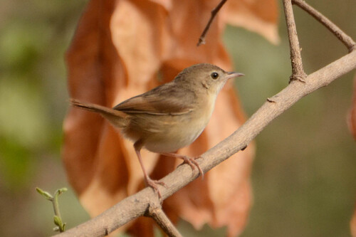 Siffling Cisticola