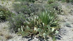 Opuntia dulcis