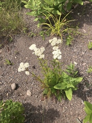 Achillea millefolium image