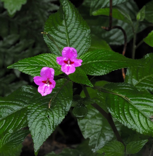 Image of Impatiens sylvicola by (c) desertnaturalist, some rights reserved (CC BY)