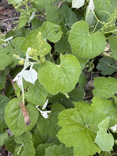 iNaturalist observation photo of grapevines