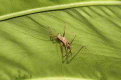 Conocephalus melaenus