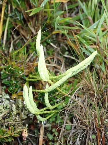 Diphasiastrum veitchii (Diphasiastrum veitchii)
