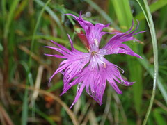 Dianthus longicalyx