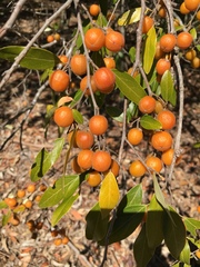 Petalostigma triloculare
