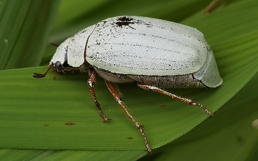 Cyphochilus tesinyatsoi