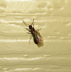 Formicidae